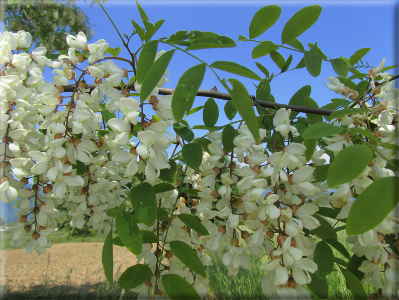 foto Paesaggi Collinari in Primavera